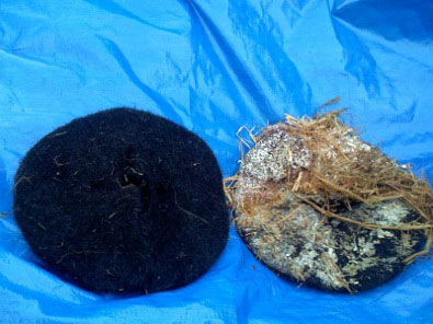 Hairmats before & after (with mushrooms to help them  decompose)
